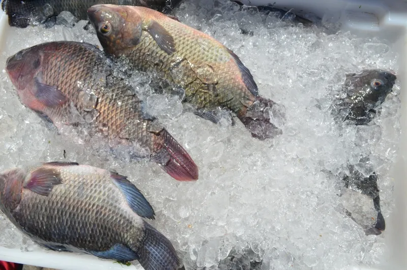 GOVERNO CRIA CÂMARA PARA DESENVOLVER PESCA E AQUICULTURA NA BAHIA