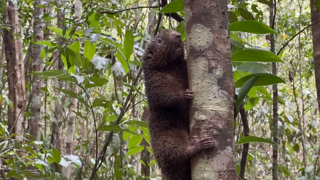 42 ANIMAIS SILVESTRES, INCLUINDO OURIÇO-PRETO AMEAÇADO, VOLTAM À NATUREZA NA BAHIA
