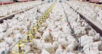 MALÁSIA SUSPENDE IMPORTAÇÃO DE FRANGO DO BRASIL