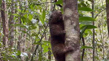 42 ANIMAIS SILVESTRES, INCLUINDO OURIÇO-PRETO AMEAÇADO, VOLTAM À NATUREZA NA BAHIA