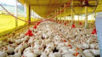 GOVERNO DECRETA EMERGÊNCIA SANITÁRIA APÓS FOCO DE NEWCASTLE EM SC