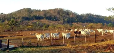 AGRONEGÓCIO GERA R$ 1,02 TRILHÃO EM TRIBUTOS NO PAÍS, DIZ ESTUDO