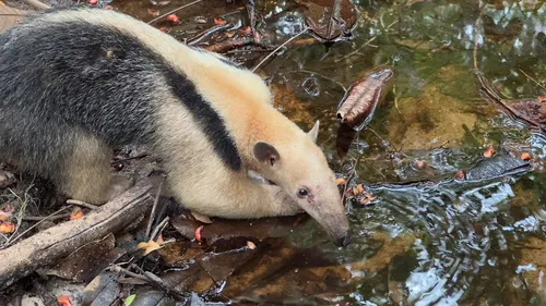 42 ANIMAIS SILVESTRES, INCLUINDO OURIÇO-PRETO AMEAÇADO, VOLTAM À NATUREZA NA BAHIA
