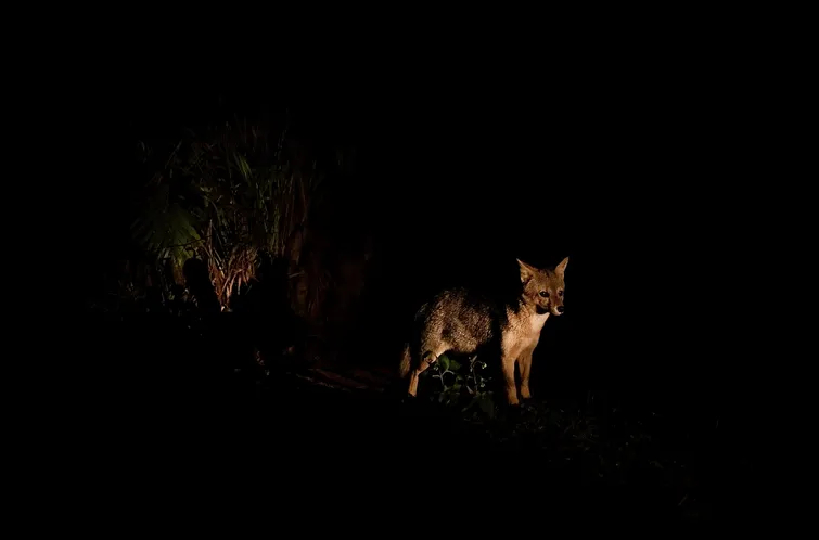 INSCRIÇÕES PARA O ZOO NOTURNO EM SALVADOR SERÃO ABERTAS NESTA TERÇA (27)
