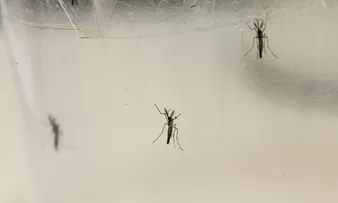 BAHIA TEM AUMENTO DE 8,3% DE CASOS DE ZIKA E CHIKUNGUNYA