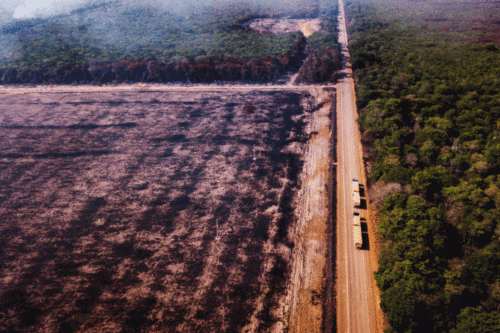 DADOS APONTAM MAIOR DESMATAMENTO NA AMAZÔNIA EM 11 ANOS