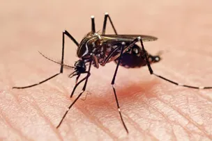 BAHIA REDUZ CASOS DE DENGUE, CHIKUNGUNYA E ZIKA EM JANEIRO
