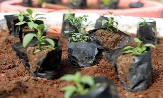 SALVADOR PODE GANHAR HORTAS COMUNITÁRIAS E ESCOLARES PARA CULTIVO DE COGUMELOS E INCENTIVO À ALIMENTAÇÃO SAUDÁVEL E À GERAÇÃO DE RENDA