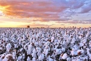 GUERRA NA UCRÂNIA ELEVA TENSÃO EM PRODUTORES DO AGRO NO OESTE BAIANO