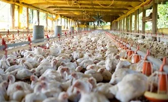 BRASIL PREVÊ 600 MIL TONELADAS DE CARNE DE FRANGO PARA CHINA EM 2026