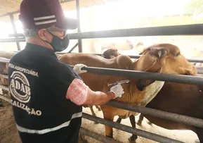 VACINAÇÃO CONTRA FEBRE AFTOSA É PRORROGADA ATÉ 31 DE DEZEMBRO
