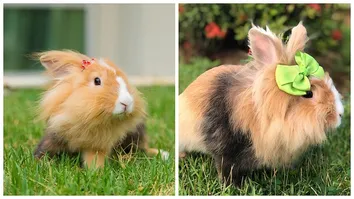 CRECHE PARA ANIMAIS EM LAURO É ACUSADA DE NEGLIGÊNCIA 
