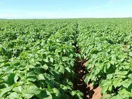BAHIA JÁ OCUPA 4º LUGAR DO PAÍS NA PRODUÇÃO DE BATATA INGLESA