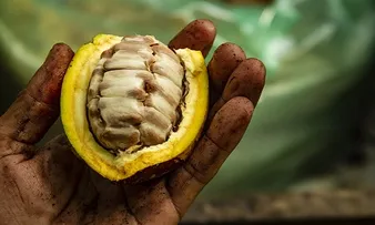 BAHIA PRODUZ MAIS DE 70% DO CACAU DO PAÍS
