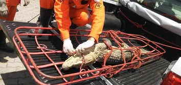 JACARÉ COM PERNAS AMPUTADAS É RESGATADO EM FEIRA DE SANTANA