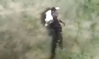 JACARÉ PASSEIA POR JUAZEIRO CARREGANDO GATO NA BOCA