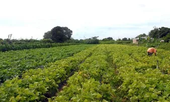 GOVERNO DESTINA R$ 5 MILHÕES PARA A AGRICULTURA FAMILIAR DO VALE DO JIQUIRIÇÁ