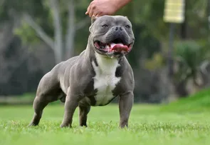 FEIRA DE SANTANA SEDIARÁ EXPOSIÇÃO DE CÃES DA RAÇA BULLY