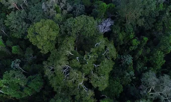 SENADO APROVA CRIAÇÃO DA CAMPANHA JUNHO VERDE