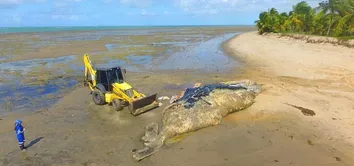 BALEIA JUBARTE É ENCONTRADA MORTA NO SUL DA BAHIA