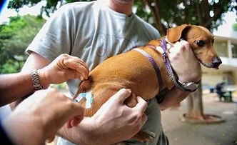 SECIS REALIZA MUTIRÃO DE VACINA ANIMAL EM SALVADOR