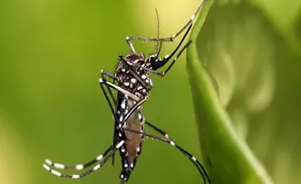 COMBATE AO AEDES AEGYPTI SERÁ REALIZADO NA QUINTA EM SALVADOR