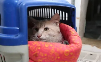 PREFEITURA QUER COLOCAR CÂMERAS NA "COLÔNIA DE GATOS” EM PIATÃ