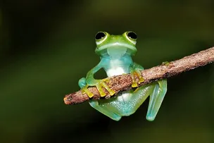 BRACELL REGISTRA ESPÉCIES DA FAUNA NA BAHIA