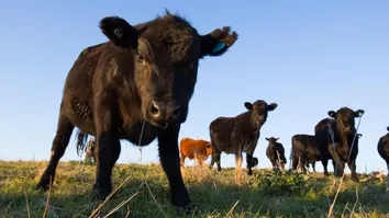 VACA LOUCA: CONFIRMADO QUE CASO RECENTE É ATÍPICO