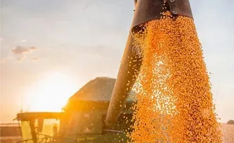 BAHIA ESTIMA SAFRA RECORDE COM 13 MILHÕES DE TONELADAS DE GRÃOS EM 2023