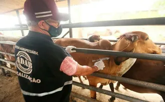 BAHIA ESPERA VACINAR 12,5 MILHÕES DE ANIMAIS CONTRA A FEBRE AFTOSA