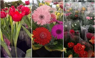 BELA VISTA RECEBE FEIRA DE FLORES DA HOLAMBRA; CONFIRA