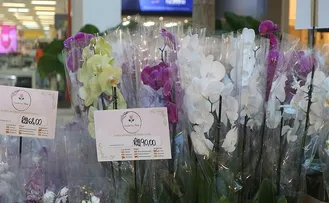 PESQUISA MOSTRA QUE 20% MENOS DE SOTEROPOLITANOS VÃO PRESENTEAR SUAS MÃES NO PROXIMO DOMINGO