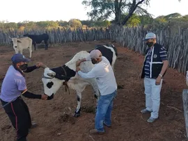 PRIMEIRA ETAPA DA CAMPANHA CONTRA FEBRE AFTOSA TERMINA HOJE