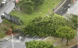 QUEDA DE ÁRVORE AFETA TRÂNSITO EM SALVADOR; CONFIRA