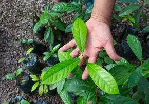 SENAI E SUZANO INVESTEM R$ 16,1 MI EM PROJETOS DE BIOECONOMIA