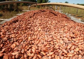 BAHIA ANUNCIA INVESTIMENTOS NO SETOR PRODUTIVO DO CACAU