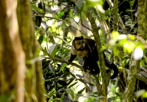 INEMA REALIZA SOLTURA DE 40 ANIMAIS SILVETRES EM ÁREA DE MATA ATLÂNTICA