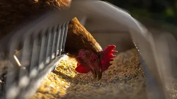 SALTO DE GRIPE AVIÁRIA EM HUMANOS É RARO NA HISTÓRIA EVOLUTIVA DO VÍRUS