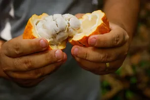 SETOR AGROPECUÁRIO BAIANO APOSTA NO CULTIVO DE CACAU PARA RECUPERAÇÃO DE ÁREAS DEGRADADAS
