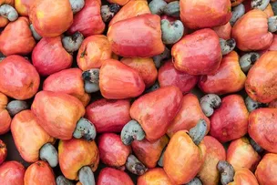 CIDADE BAIANA TEM AUMENTO NA PRODUÇÃO DE CAJU, APÓS QUALIFICAÇÃO DOS AGRICULTORES PELO SENAR
