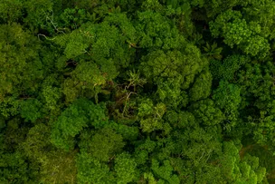 DESMATAMENTO NA MATA ATLÂNTICA CAI 42% NO PAÍS NOS PRIMEIROS CINCO MESES DO ANO, DIZ RELATÓRIO