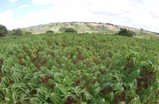 BAHIA TEM A 6ª MAIOR PRODUÇÃO DE MANDIOCA NO PAÍS E ESTIMA AUMENTO PARA OS PRÓXIMOS ANOS