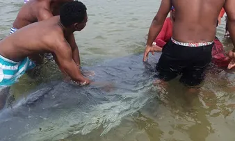 FILHOTE DE BALEIA JUBARTE ENCALHA NA PRAIA DE ITAPUÃ