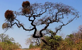 ALERTAS DE DESMATAMENTO BATEM RECORDE NO CERRADO