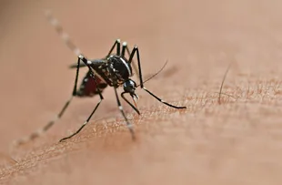 AUMENTO DA DENGUE NA BAHIA ACENDE ALERTA PARA PREVENÇÃO E VACINAÇÃO CONTRA A DOENÇA