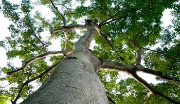 GOVERNO LANÇA PLANO DE PRESERVAÇÃO DE ÁRVORES EM EXTINÇÃO NA BAHIA