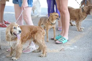 MERCADO PET PROJETA FATURAR R$70 BILHÕES EM 2023