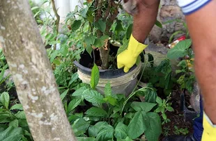 SALVADOR INICIA ‘SEMANA MUNICIPAL DE MOBILIZAÇÃO CONTRA O AEDES AEGYPTI’ NESTA SEGUNDA (14)