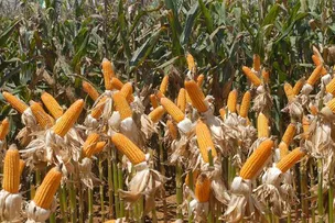 CRESCIMENTO NA PRODUÇÃO DE GRÃOS NA BAHIA É ESTIMADA EM 12,1%, COM 13,5 MILHÕES DE TONELADAS A MAIS